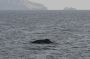 Baja05 - 005 * Sperm whale starting a dive to great depths